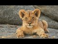 The Lion King 2019 3 Real Life Animals That Inspired The Lion King