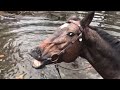 Horse Grins And Farts After Playing In Water