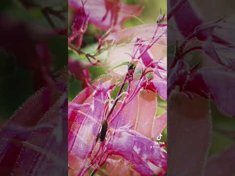 園芸 ペンステモンフラワー ストロビランテ