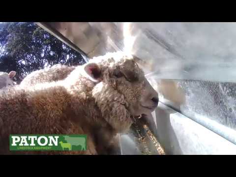 Paton’s sheep restriction feeding