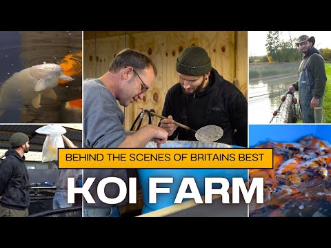Netting one of the BEST koi farms in the uk. (Big KOI Carp)
