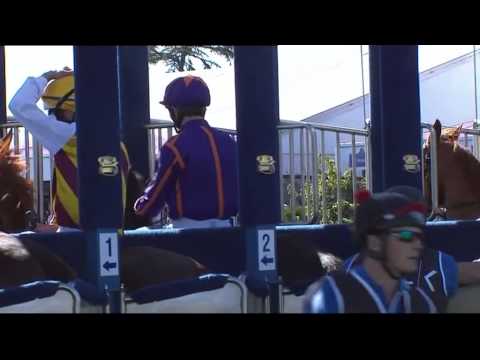 2014 Melbourne Cup Profile - Simenon