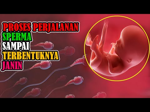 Perjalanan Sperma Hingga jadi Janin