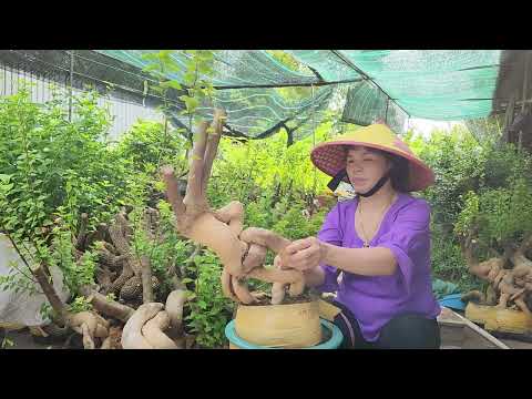 xã bông giấy Mỹ quái đẹp giá rẻ 29/8 - Anh Ba Miền Tây LH 0776500908 zalo