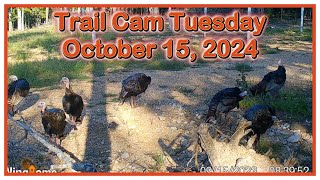 Trail Cam Tuesday - October 15, 2024