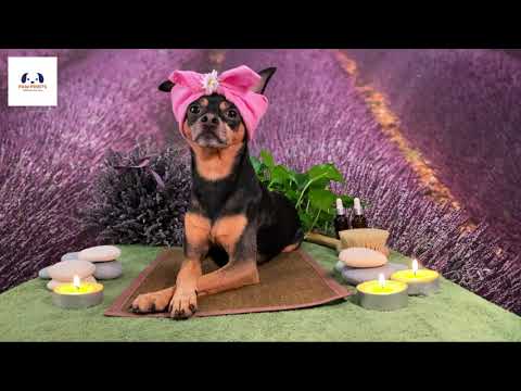 Pet Spa Demo Video (Created and Voiced by Latrell Carr)