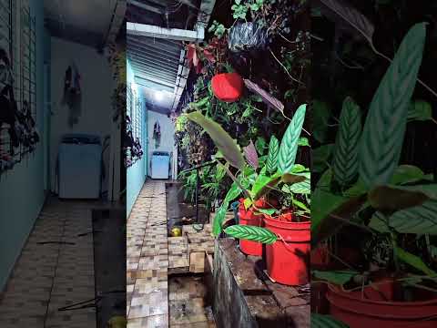 Lluvia cae en Chinameca, Departamento de San Miguel El Salvador C.A.