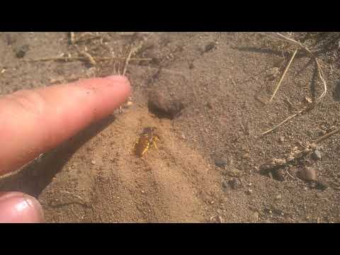 European Beewolf (Philanthus triangulum triangulum)