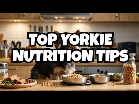 What To Feed Your Yorkie! (Yorkshire Terrier Diet Explained)