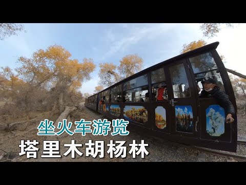 坐火车游览塔里木胡杨林公园 来看看我们新疆的森林 胡杨林海