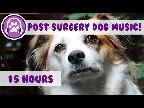 Relaxing Music to calm dogs post surgery! - Soothing melodies to help recovery (2018)