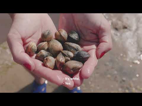 The Mollusks - Portugal Gourmand - S1E5