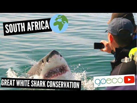 GoEco South Africa - Great White Shark Conservation