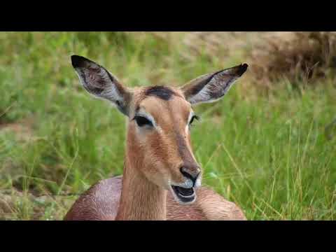 Djuma: Impalas resting near the pan (no audio) - 07:50 - 02/13/21