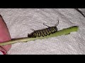 Anal Prolapse In Monarch Caterpillar