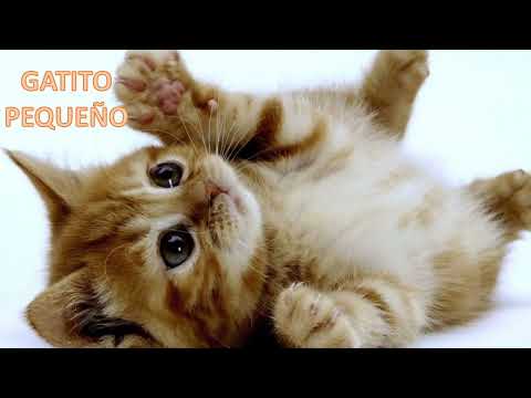 EDIUS 1A TIC Taller2 Fuertes Lizeth  Diaz Fernanda