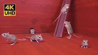 Cat TV for Bored Cats | Mice Play Hide & Climb with Real Sounds in UHD 4k