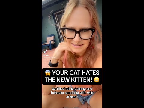 ☹️ Your Cat Hates the New Kitten!