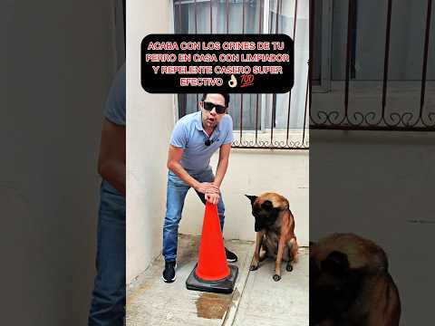 Acaba con los orines de tu perro en tu casa con potente limpiador repelente 👌🏻💯🐶 #perros #malinois