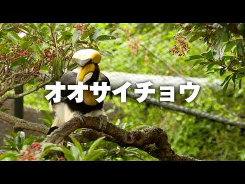 IUCN分類における絶滅の危険性を示す図。