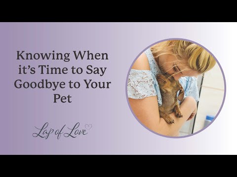 Knowing When it's Time to Say Goodbye to Your Pet