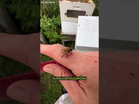ยอมเจ็บเพื่อช่วย1ชีวิตเล็กๆ #สาระ #animals #ไวรัล #shortvideo #bee #savelife