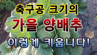[텃밭농부. 1,282]  축구공 크기의 가을 양배추. 이렇게 키운다. 마지막 웃거름 #양배추재배