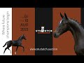 Vamos van t Studutch