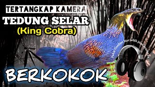 Download lagu Bunyi Ular Tedung Selar Berkokok mirip Ayam hutan  menjelang pagi di kebun bambu mp3