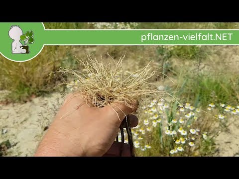 Echte Kamille - Wurzel/Wurzeln - 23.05.18 (Matricaria chamomilla) - essbare Wildpflanzen Bestimmung
