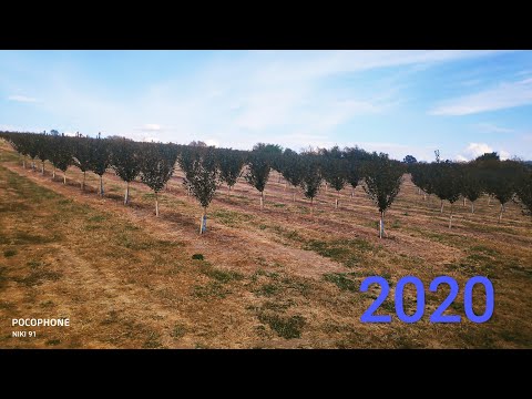 Najbolji zasad višnje u Srbiji, odličan prirast u 2. godini Rasadnik Milojević