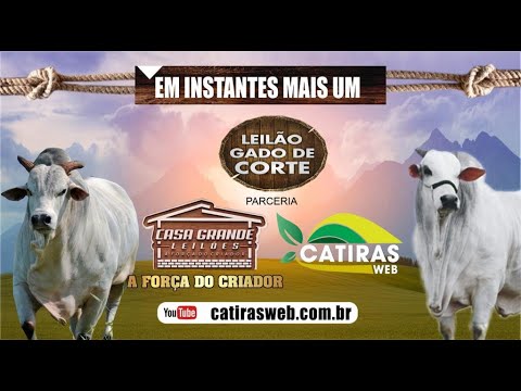 LEILÃO AO VIVO CASA GRANDE LEILÕES - MORRINHOS - GO  - 27 NOVEMBRO DE 2025.