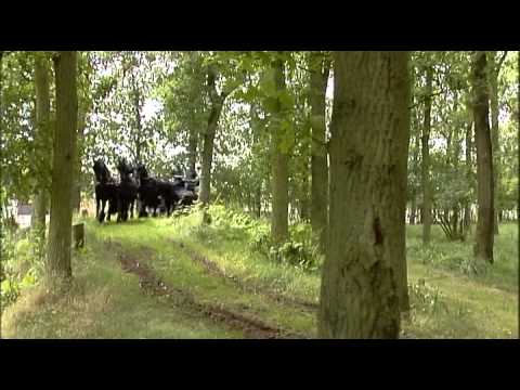 The Friesian Horse