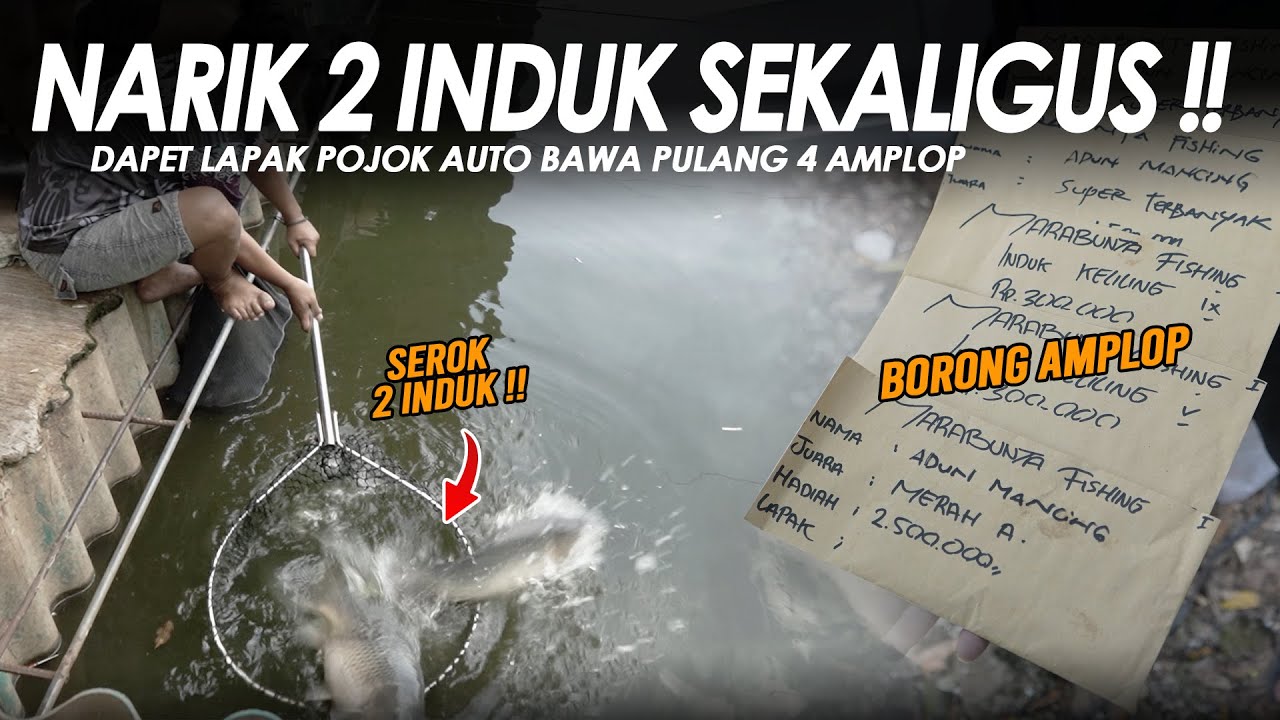 KEJADIAN LANGKA DI LAPAK POJOK !! DAPET INDUK SEKALIGUS 2 EKOR + BAWA PULANG 4 AMPLOP || Am#667
