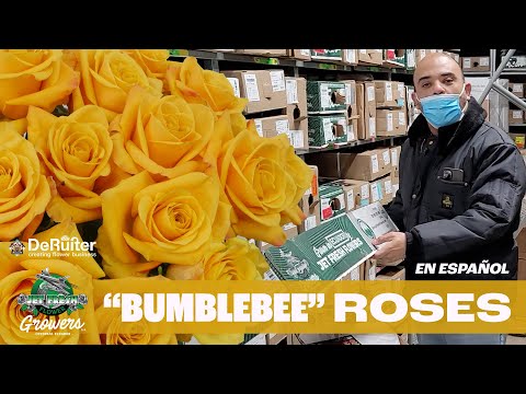 JFTV en Español: Jet Fresh Growers' Yellow "Bumblebee" Roses Box Inspection with Edwin