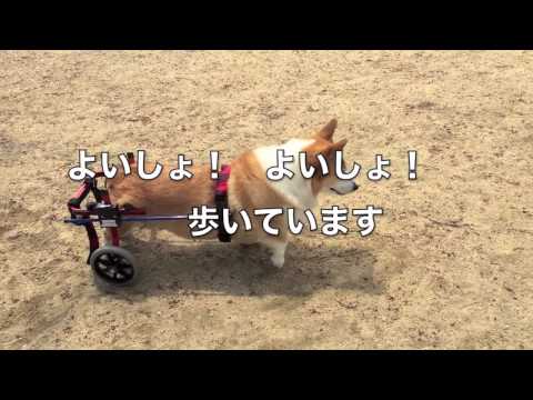 コーギーのロッシ君　犬用車いすで歩く