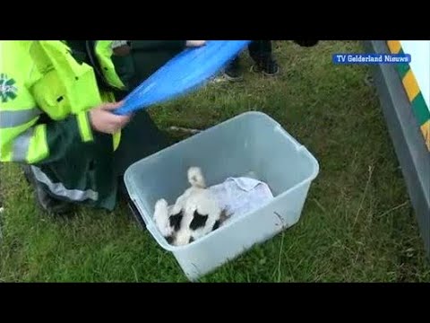 GLD Nieuws 25 juni 2012 - Nieuws