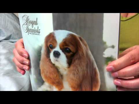 download lagu mp3 mp4 Cavalier King Charles Spaniel Magazine, download lagu Cavalier King Charles Spaniel Magazine gratis, unduh video klip Cavalier King Charles Spaniel Magazine