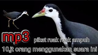 Download lagu pikat burung ruak ruak/auto tak pake lama 3 menit langsung semboyongan, mp3 Download lagu pikat burung ruak ruak/auto tak pake lama 3 menit langsung semboyongan, mp3