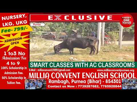 पूर्णिया के बेलोरी में चार मवेशियों से लदा पिकअप पकड़ा, चालक हिरासत में