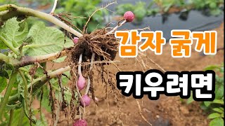 감자를 굵게 다수확 하려면 지금 이것 꼭해야