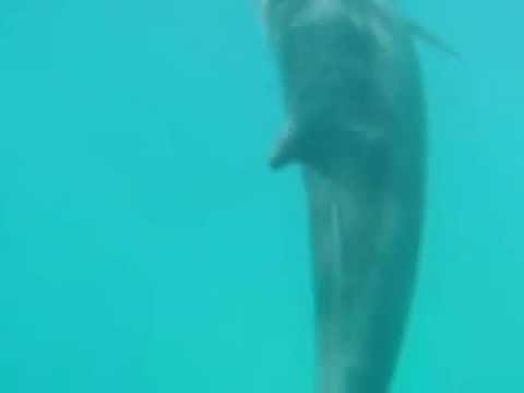 Neugierige Delfine in Hurghada, Hurghada - allgemein,Ägypten