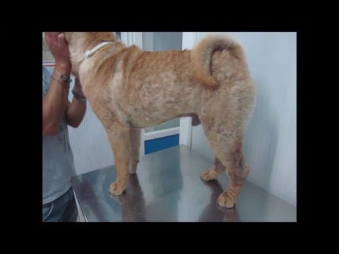 Protrusione dei farmaci di trattamento della colonna vertebrale cervicale Neve lombare trattamento con il sale