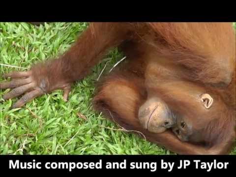 the orangutan music video: 