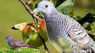 Download lagu suara perkutut Bali nyaring mp3 Download lagu suara perkutut Bali nyaring mp3