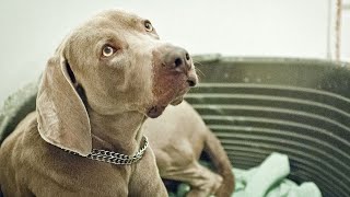 Weimaraner vs Silver