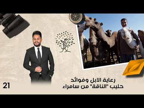 فيديو | رعاية الابل وفوائد حليب "الناقة" من سامراء - رحال م٦ - الحلقة ٢١