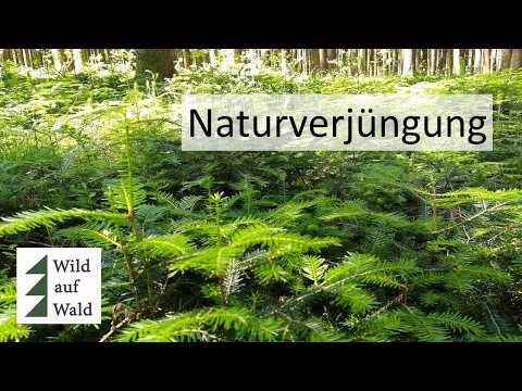 🌲Wildschäden im Griff: 4 praktische Tipps für Waldbewirtschafter. #wildaufwald