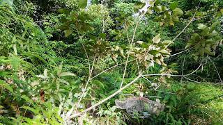 Download lagu Saat-saat denak muda daun sami kalah dilaman mp3