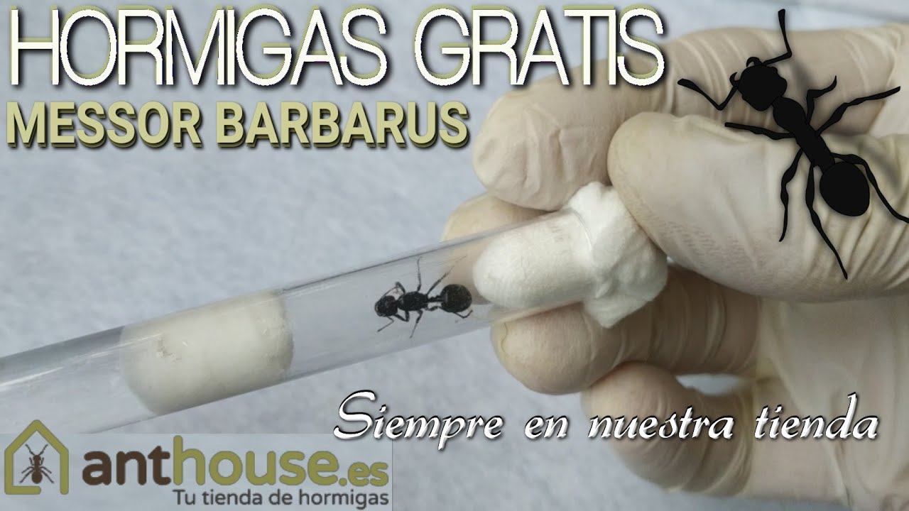 HORMIGAS GRATIS SIEMPRE EN Anthouse.es Tu tienda de hormigas, hormigueros y accesorios